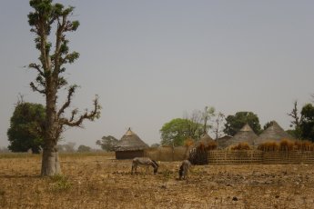 Camp ont se cultiva las cerealas pendent la sason de las pluèjas