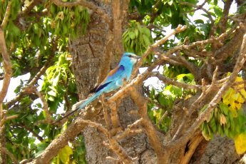 Un gag blau crincat