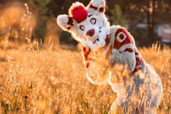  Fotografia de la fursuit de @peppermint.wolfy sus instagram facha per @Sethmiou sus X