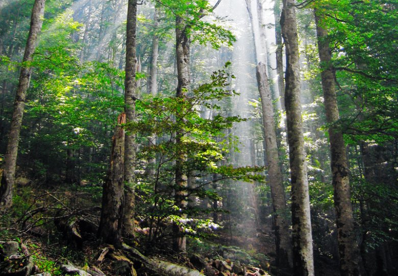 Pargue Nacional Biogradska gora a Montenegro