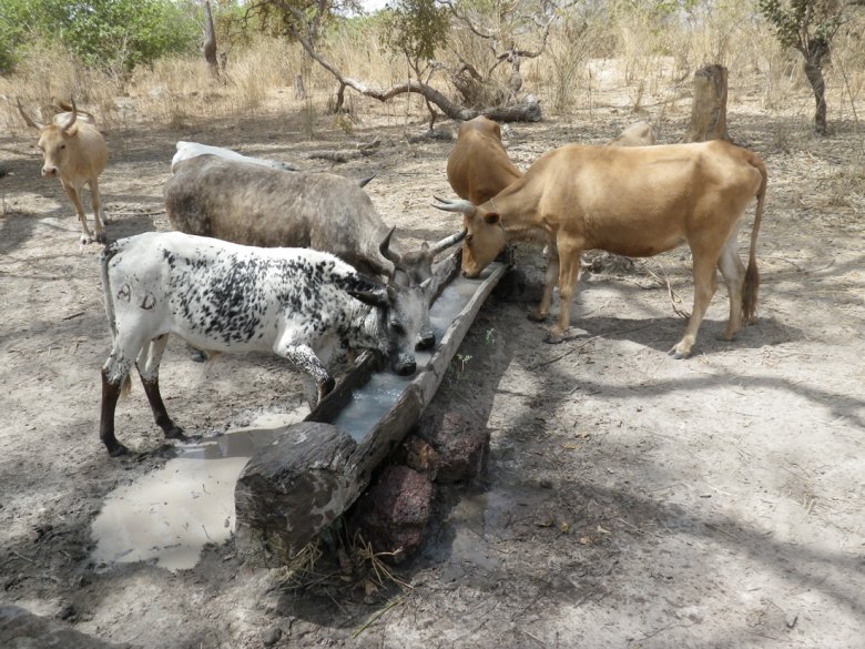 Las vacas Ndama, raça dels Puls