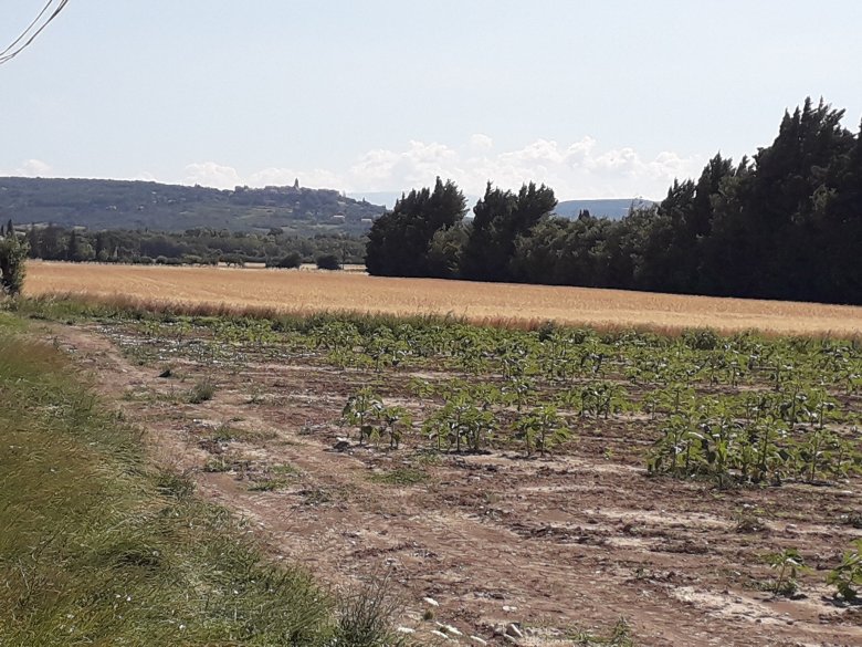 Païsatge de Tricastin: vista del vilatge de la Garda d'Aimar