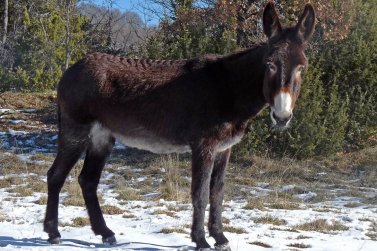 L’ase catalan es reconegut coma una raça en França dins sa lucha contra l’extincion