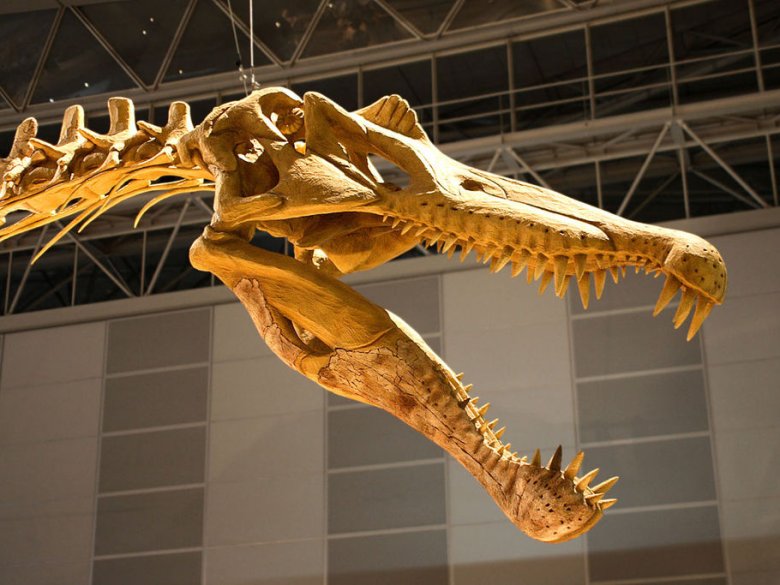 Spinosaurus aegyptiacus foguèt un terapòde gigant que demorèt en çò qu’uèi lo jorn es l’Africa del Nòrd fa mai de 95 milions d’annadas