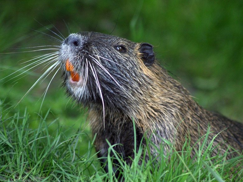 Los vibres d’Alaska se serián plan espandits pr’amor del cambiament climatic que lo patís la planeta uèi lo jorn