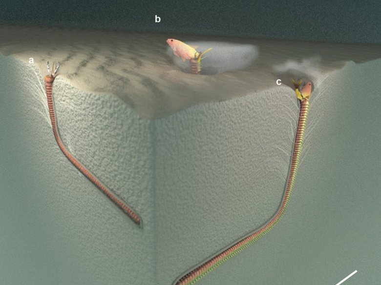 Los vèrmes de tèrra trapats serián de predators que visquèron dins lo sòl de l’ocean marin e serián arribats de far mai de 2 mètres de longor