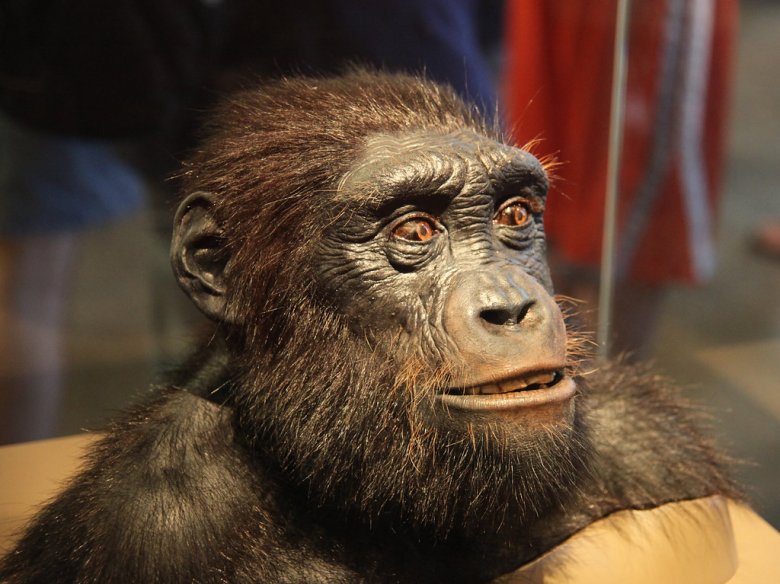 Modèl de 'Sahelanthropus tchadensis'  al Musèu Smithsonian d’Istòria Naturala a Washington, D.C.