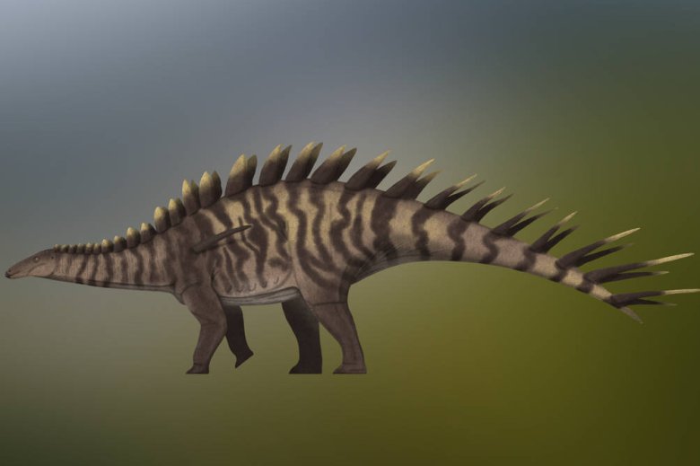 Segon los cercaires, Thyreosaurus atlasicus aviá una armadura dermica estranha asimetrica, unica demest los estegosaures, compausada d’osteodèrmas espessas de fins a 4 cm, de forma subovala e subrectangulara